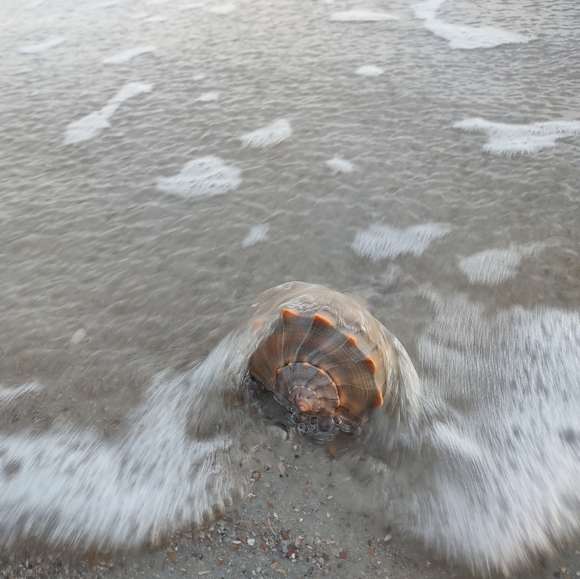 5 lb of Seashell Whelk Welk Shell Beach Shelf Display Decor Aquarium - Picture 3 of 10